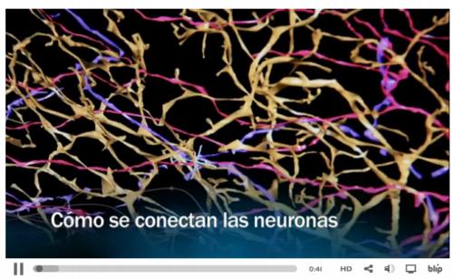 Video sobre las conexiones neuronales