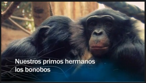 Los bonobos, nuestros primos hermanos