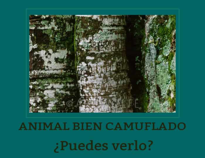 animal-camuflado-news64