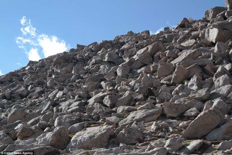 animal-escondido-en-la-cima-del-monte