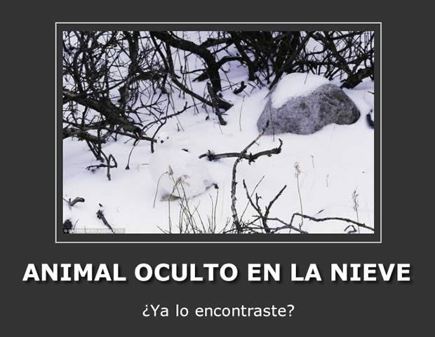 animal-oculto-en-la-nieve