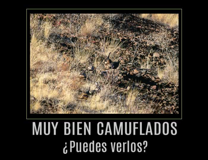 Camuflado, escondido, oculto