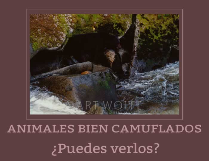 Animales camuflados en su habitat natural