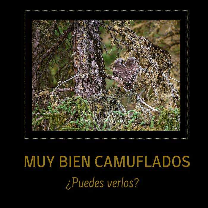 Camuflarse para seguir viviendo