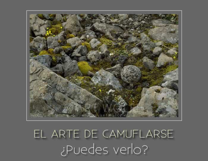 Camuflado entre las piedras