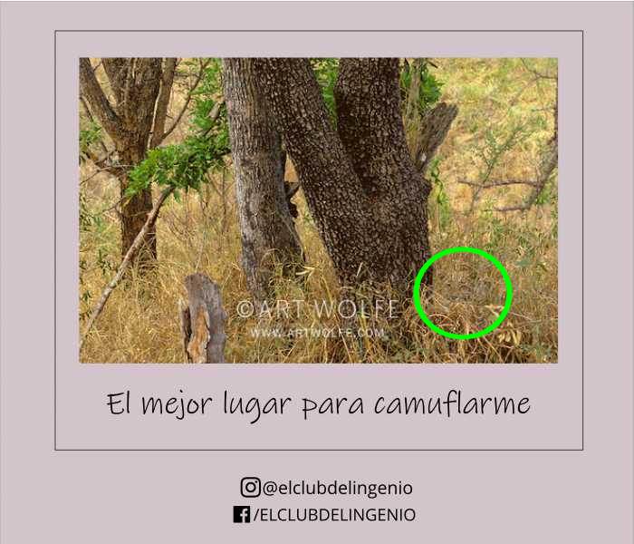 Un animal camuflado para que tu lo encuentres