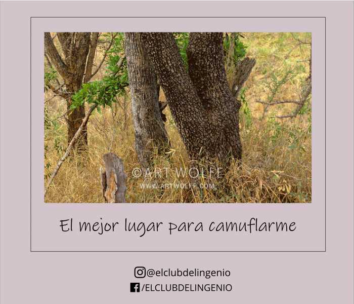 Un animal camuflado para que tu lo encuentres