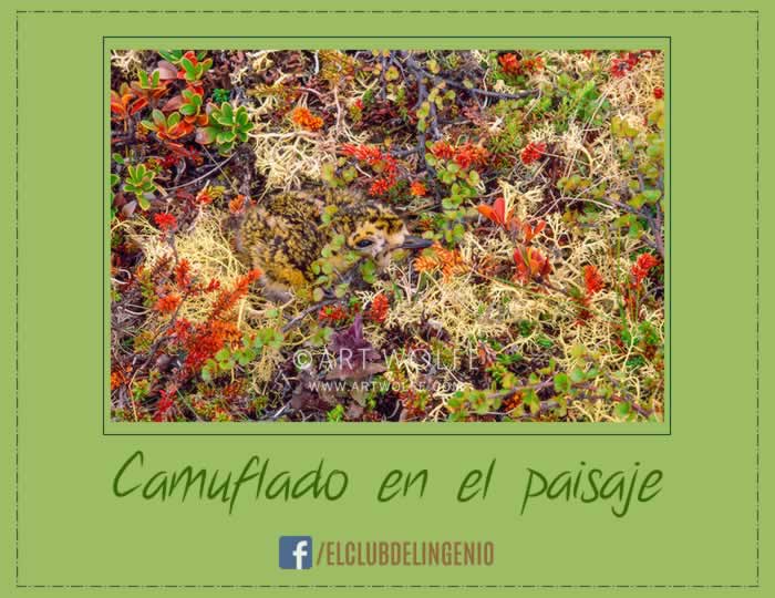 Camuflaje natural para entrena la percepción visual