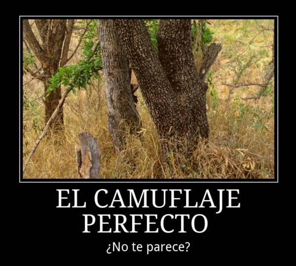 el-camuflaje-perfecto