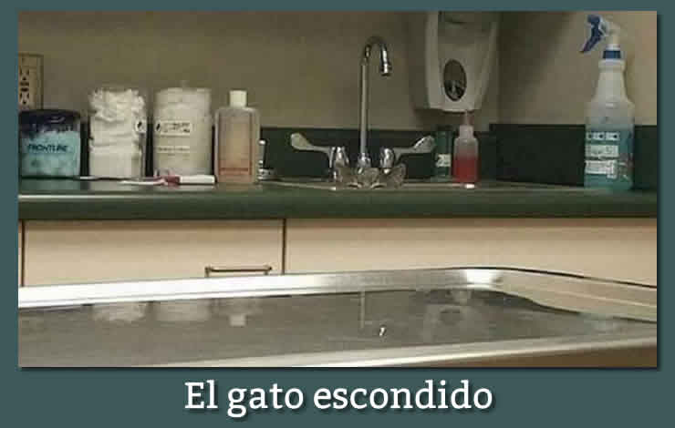 El gato escondido