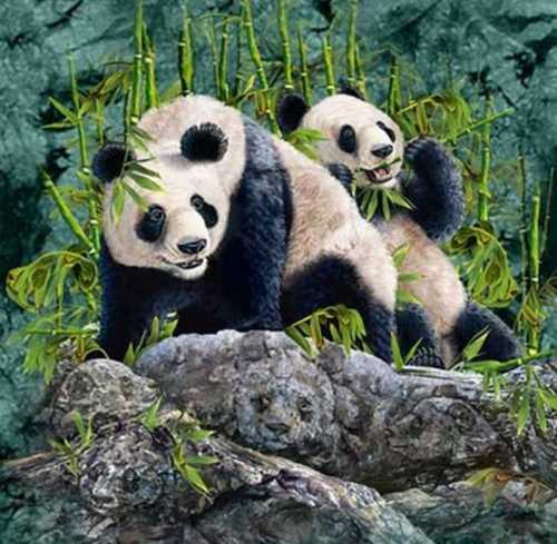 encuentra-los-panda