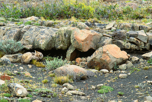 Escondido y camuflado