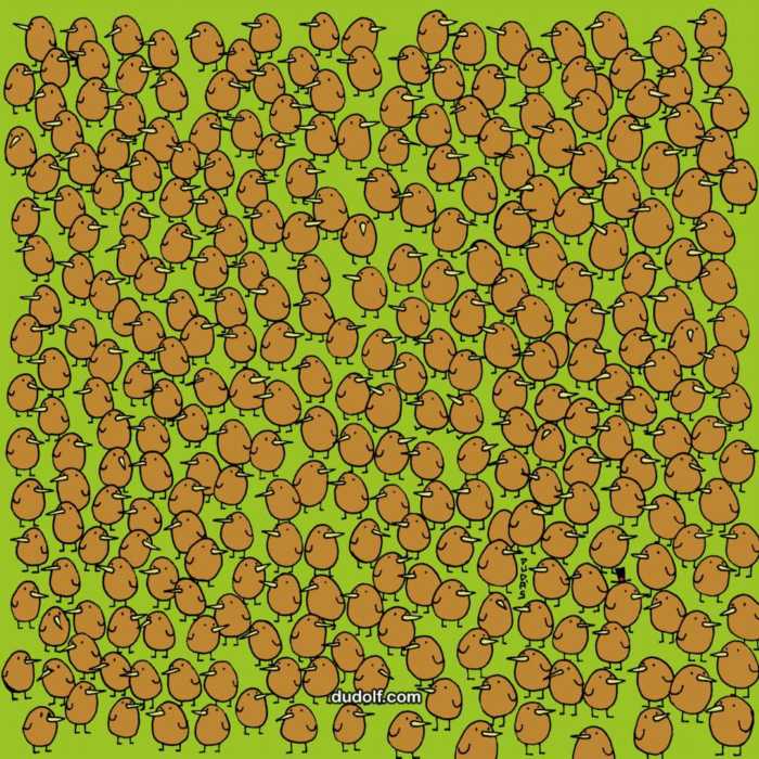 Encuentra los 4 kiwis camuflados entre los kiwis
