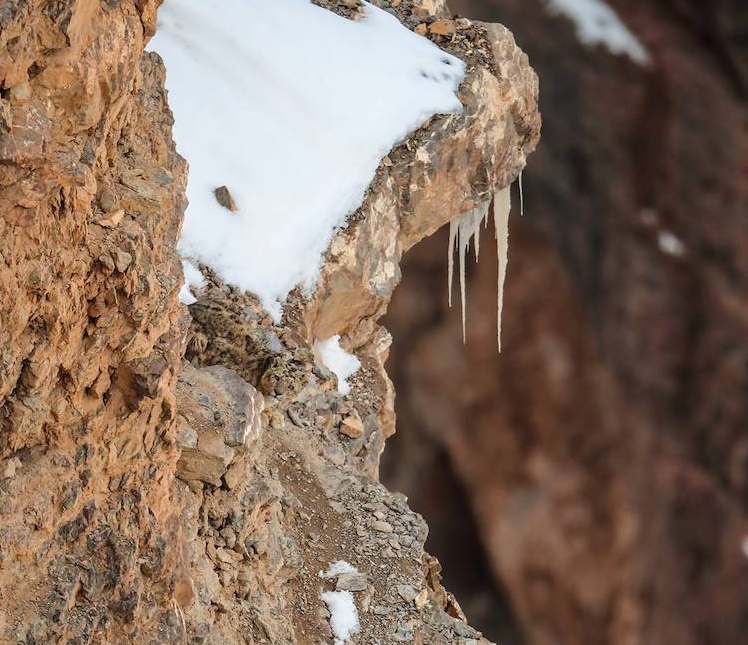 Encuentra al leopardo escondido