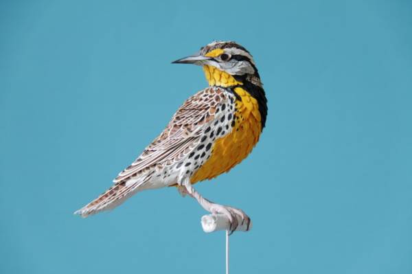 pajaros-pintados-manualmente