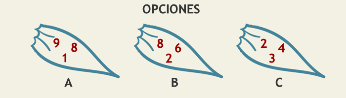 serie-flor-opciones